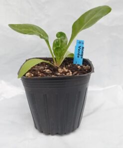 Planta de Acelga Baby