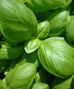 Almácigo de Albahaca Genovesa Mútiple