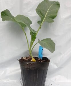 Planta de Brócoli