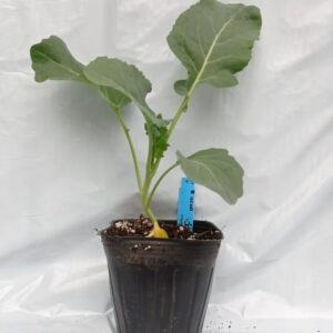 Planta de Brócoli