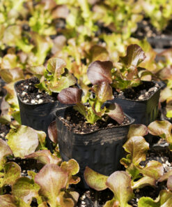 Planta de Lechuga morada 3 unidades