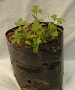 Planta de Perejil Crespo