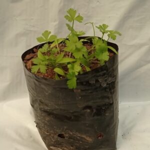 Almácigo de Perejil múltiple