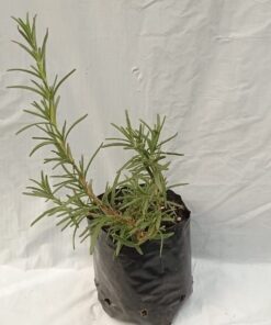 Planta de Romero