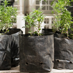 Planta de Tomillo Chascú