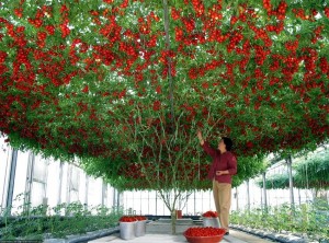 árbol de tomates