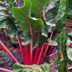 Semillas de acelga colores variados 3 gr.