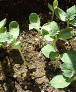 Planta Sandia Klondike