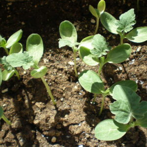 Planta de Sandía Sugar Baby