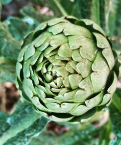 Semillas de alcachofa Green Globe 1 gramo