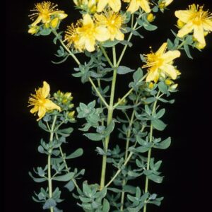 Planta de Hierba de San Juan