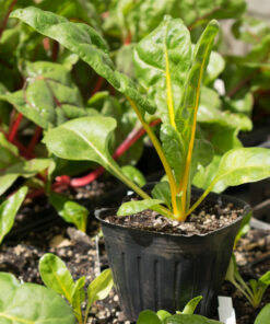 Planta de Acelga tallo amarillo