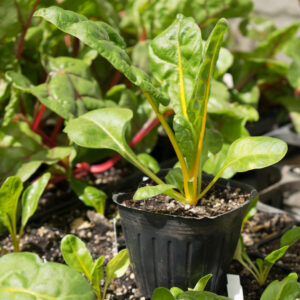 Planta de Acelga tallo amarillo