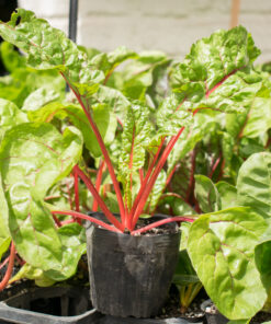 Planta de Acelga tallo Rojo