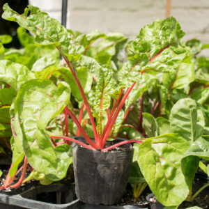 Planta de Acelga tallo Rojo