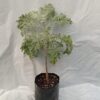 Planta de Ajenjo