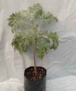 Planta de Ajenjo