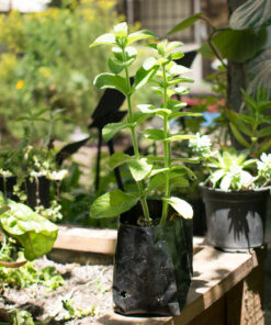 Planta de Menta Piperita