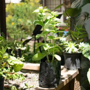 Planta de Menta Piperita