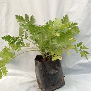 Planta de Artemisa Común