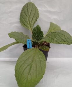 Planta de Borraja