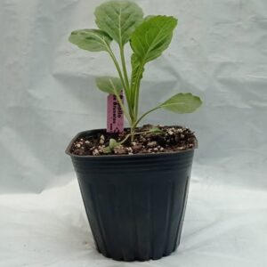 Planta de Repollo de Bruselas