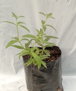 Planta de Cedrón