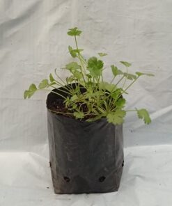 Almácigo de Cilantro