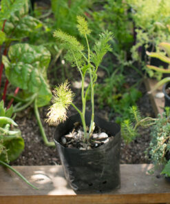 Planta de Eneldo