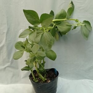 Almácigo de habas agua dulce