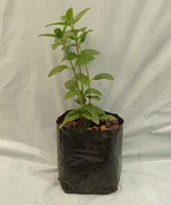 Planta de Hierba Buena (Oscura o Moto)