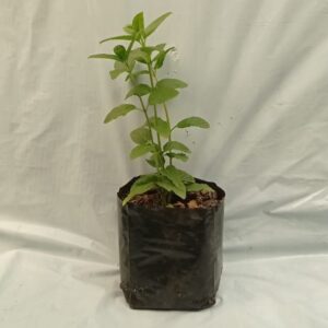 Planta de Hierba Buena (Mojito)