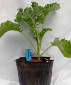 Planta de Kale Darkibor F1