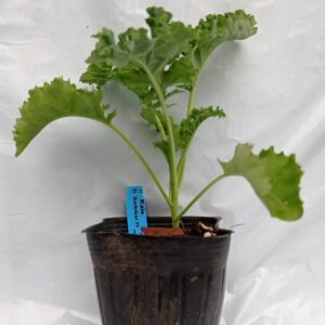 Planta de Kale Darkibor F1