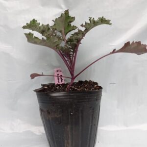 Planta de Kale Redbor F1