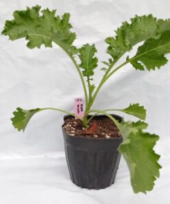 Planta de Kale Rizado