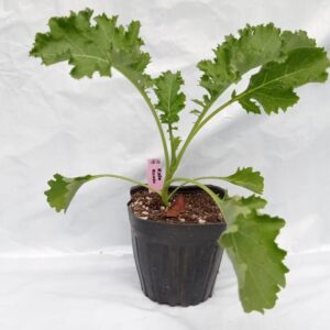 Planta de Kale Rizado