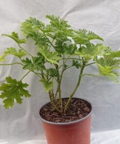Planta de Malvarosa