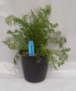 Planta de Manzanilla Camomilla