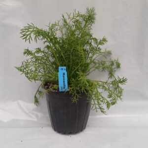 Planta de Manzanilla Camomilla