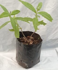 Planta de Matico