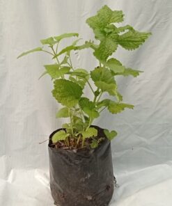 Planta de Melissa