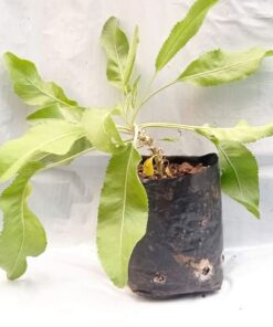 Planta de Menta Coca