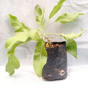 Planta de Menta Coca