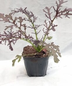 Planta de Mizuna Roja