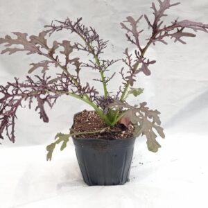 Planta de Mostaza Roja fina Frilly (de hoja)