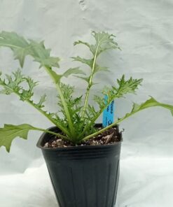 Planta de Mizuna Verde