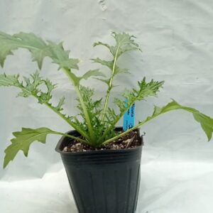 Planta de Mizuna Verde