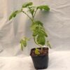 Planta de Mostaza Negra