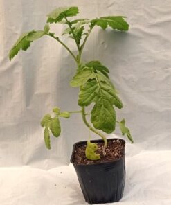 Planta de Mostaza Blanca (de hoja)